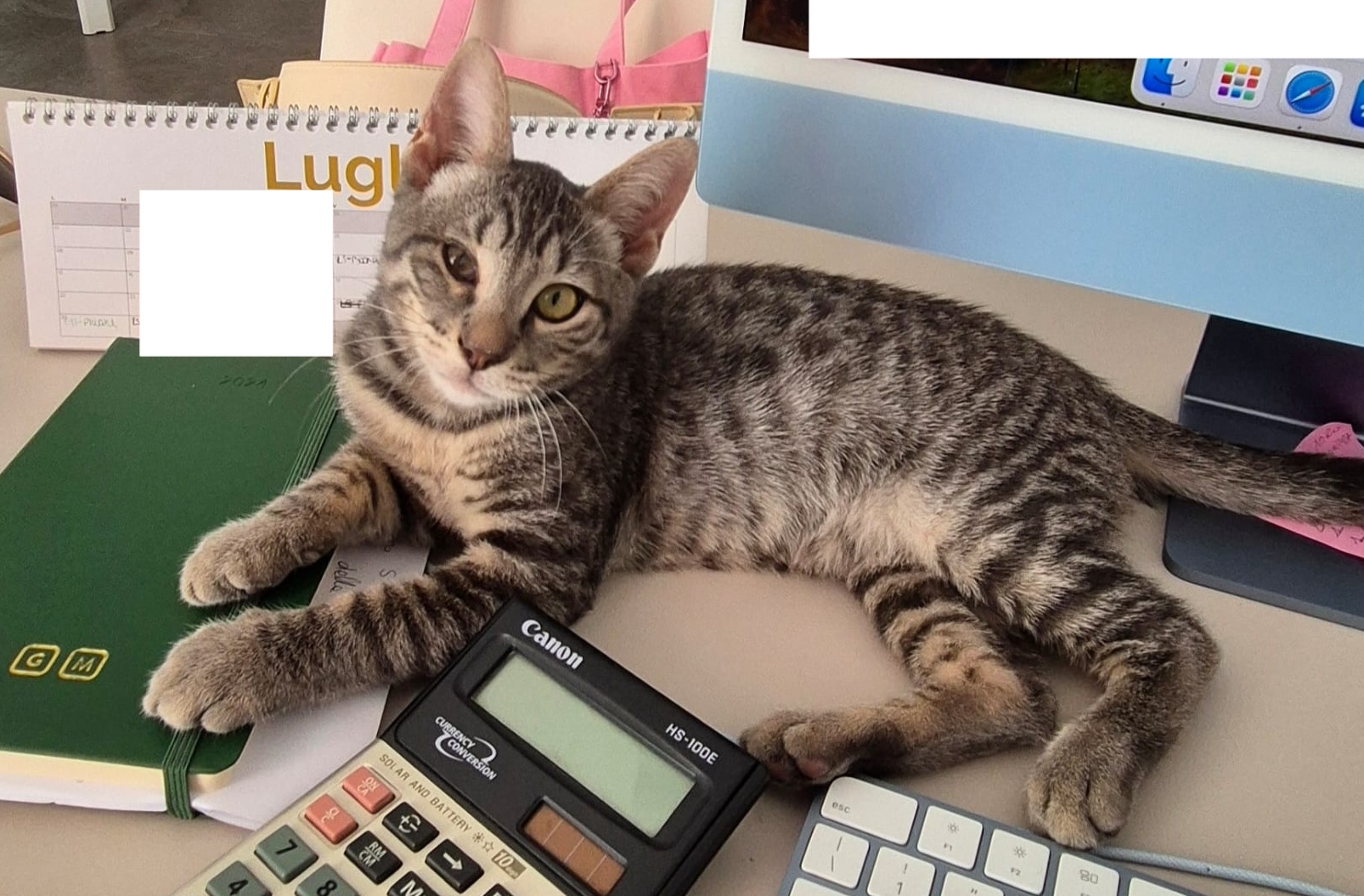 Salvato dalla strada a Cagliari, Jack cerca casa