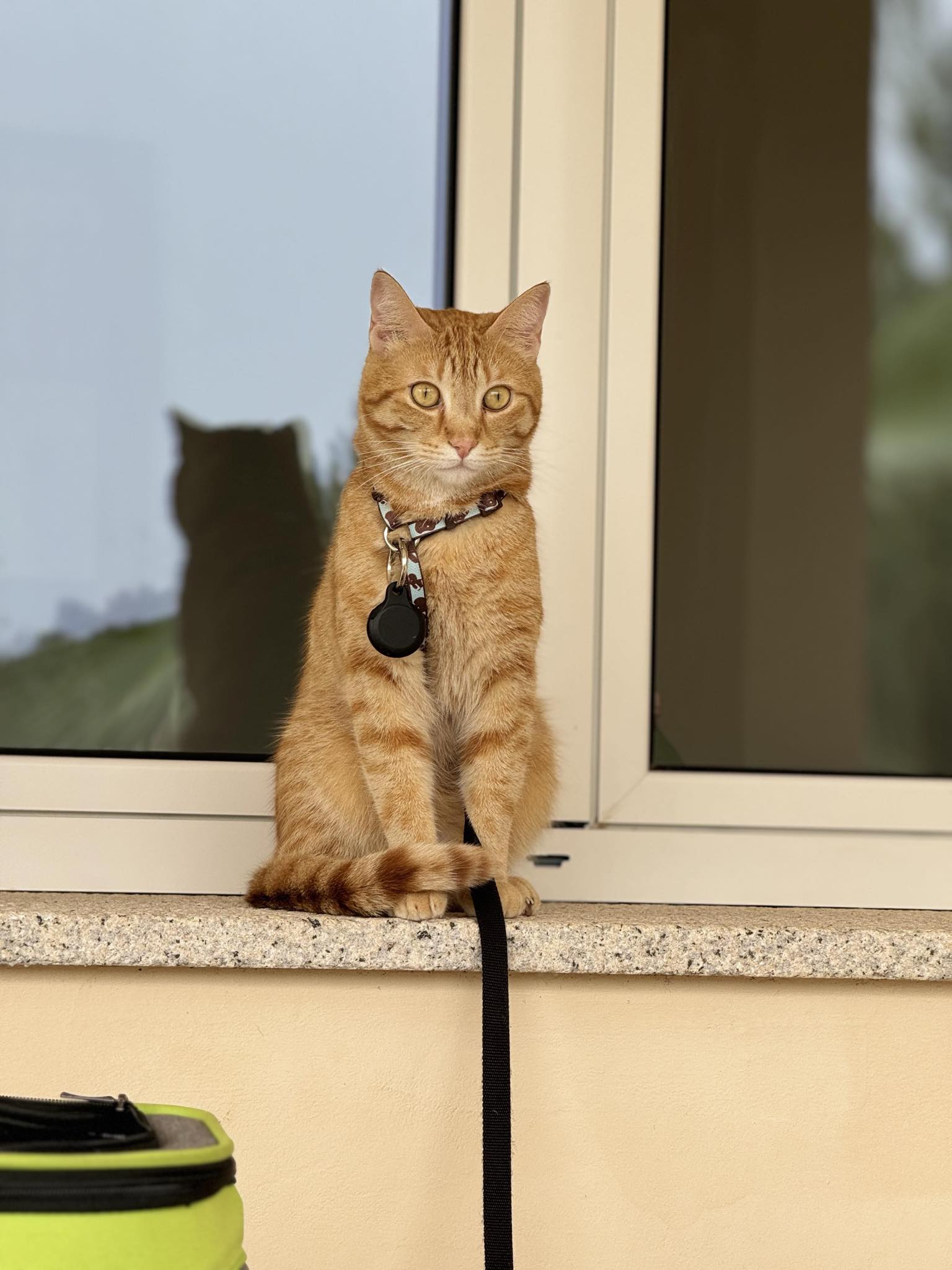 Sos a Radio Zampetta Sarda, smarrito Leo a Olbia: “Aiutateci a trovarlo e a riportarlo in Svizzera”