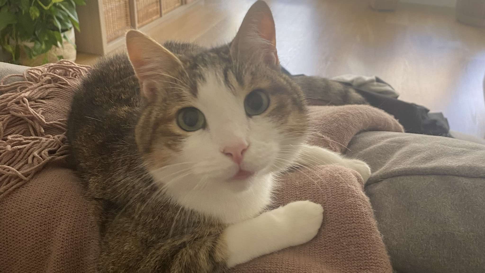 Cagliari, ricompensa di duemila euro per chi riporta a casa Lucio vivo