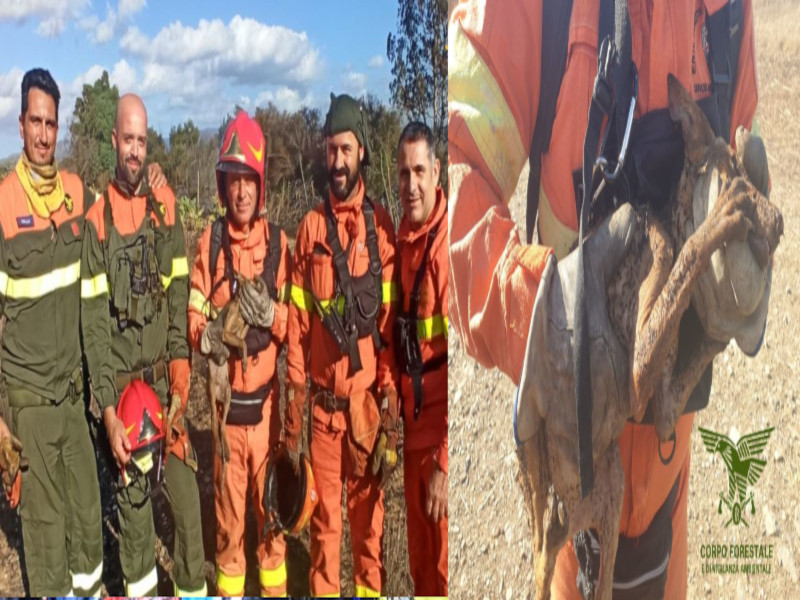 Ussana, incendio con lieto fine: i forestali salvano una giovane volpe intrappolata tra le fiamme