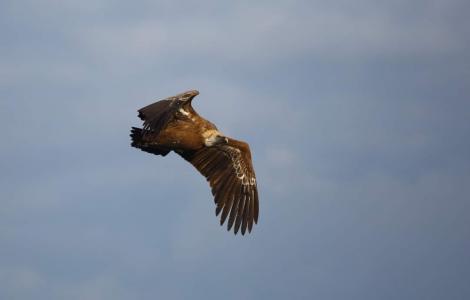 I grifoni di Villasalto banchettano nei carnai aziendali realizzati nel Sud Sardegna