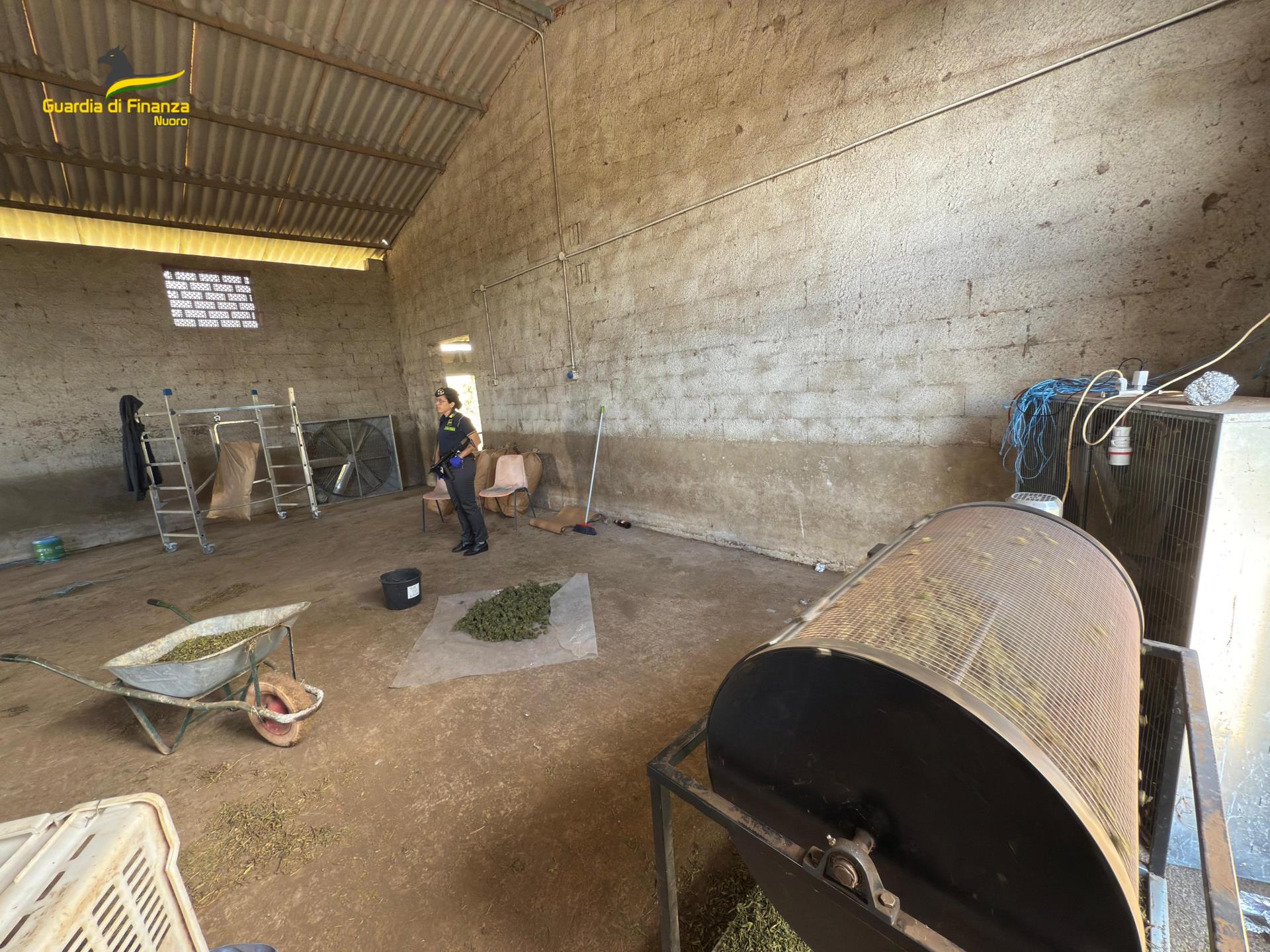 Una raffineria di marijuana nelle campagne di Sedilo, 57 chili sequestrati: due arresti