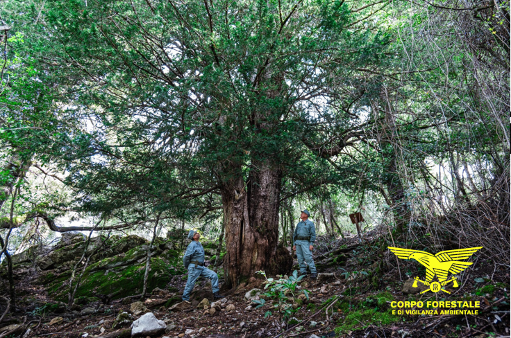 Il maestoso tasso di Urzulei candidato quale “Albero Italiano dell’Anno 2024”: come votare