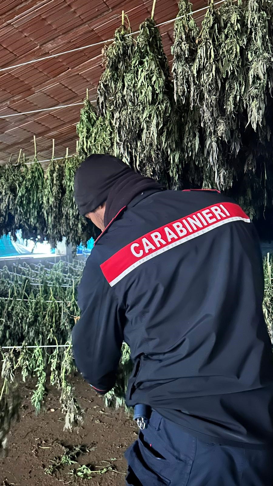 Scoperte 2500 piante di marijuana in un terreno del Nuorese, 3 giovani arrestati