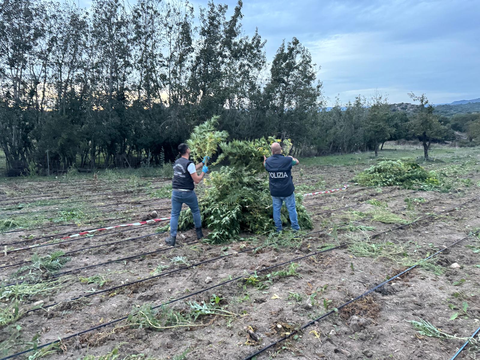 Maxi sequestro di piante di cannabis in Sardegna: “Erano pericolosissime”