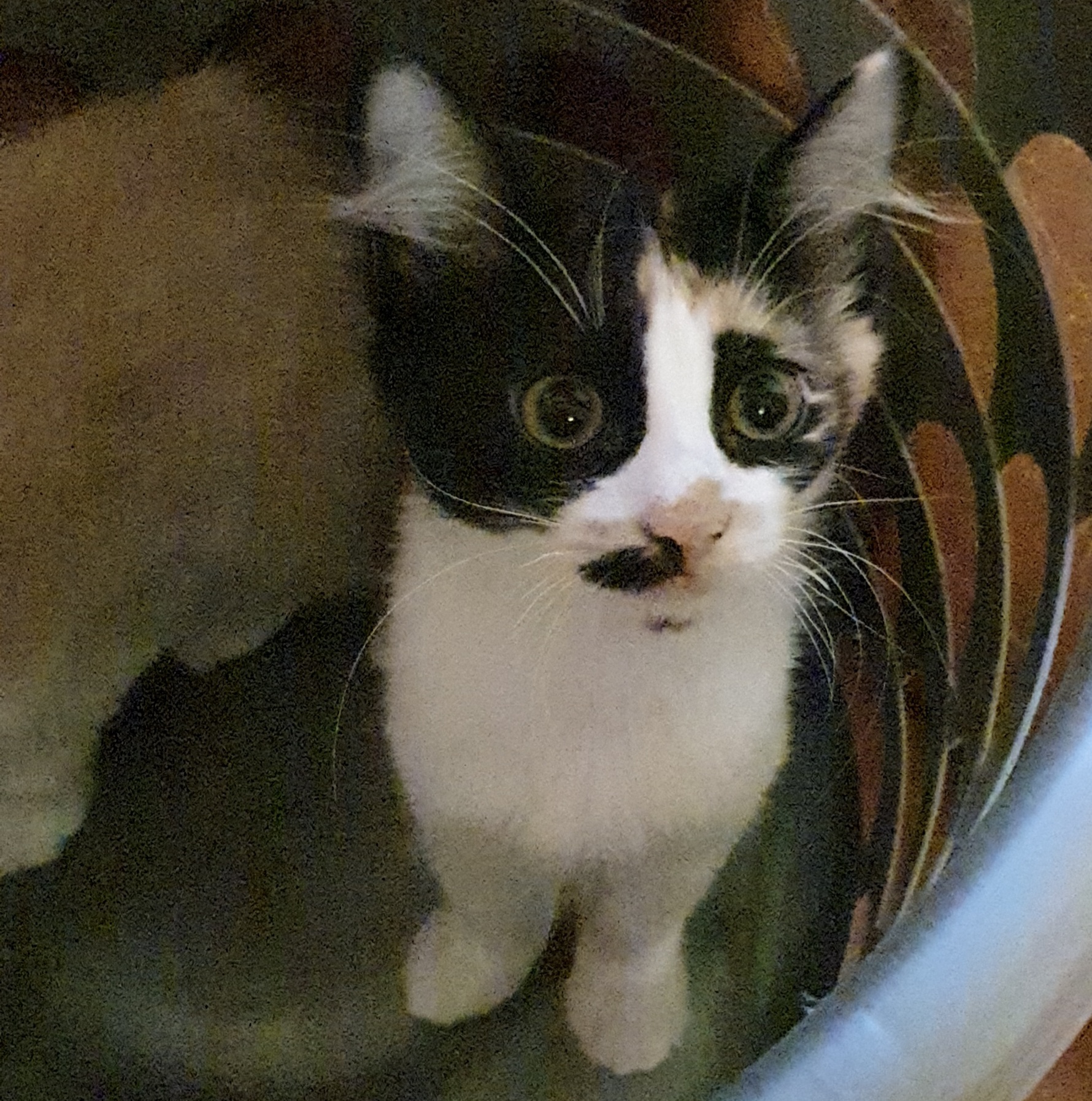 Cerco casetta con tanto amore, chi mi adotta?