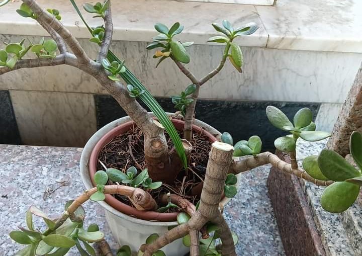 San Gavino Monreale, tombe saccheggiate o deturpate da ignoti