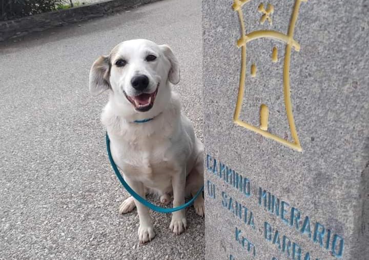 Scomparsa la guida a 4 zampe del Cammino Minerario di Santa Barbara: mobilitazione per cercare il cane che accompagnava i pellegrini