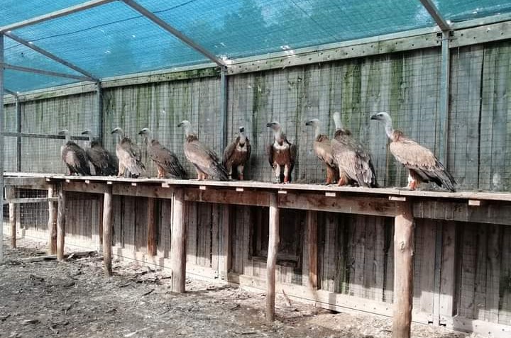 Villasalto, 22 grifoni pronti al decollo