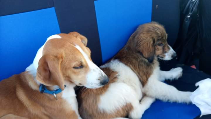 Mandas, crudeltà senza fine sugli animali: cani legati con fascette ai guardrail