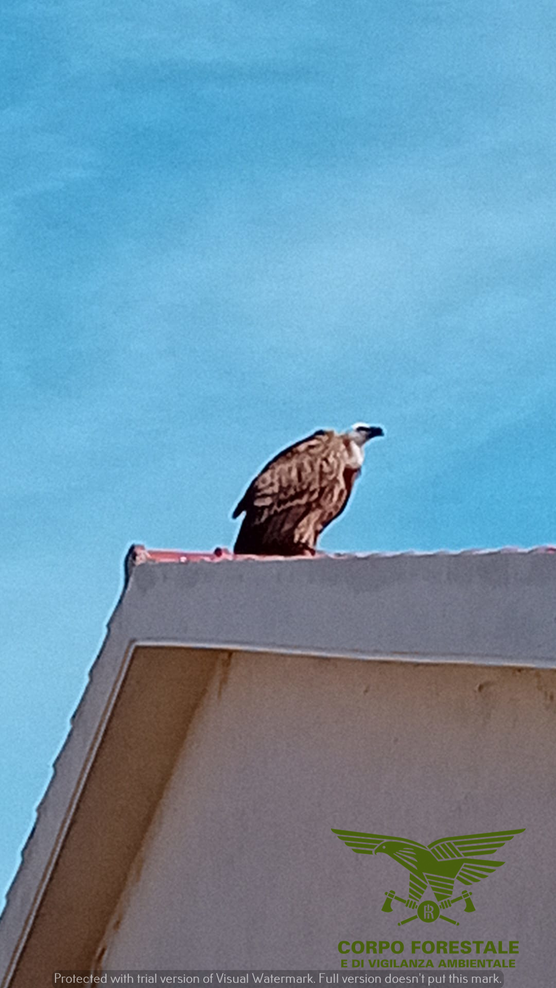 San Vero Milis, lo show del grifone che riprende il volo: aveva abbandonato il suo gruppo, ora è guarito