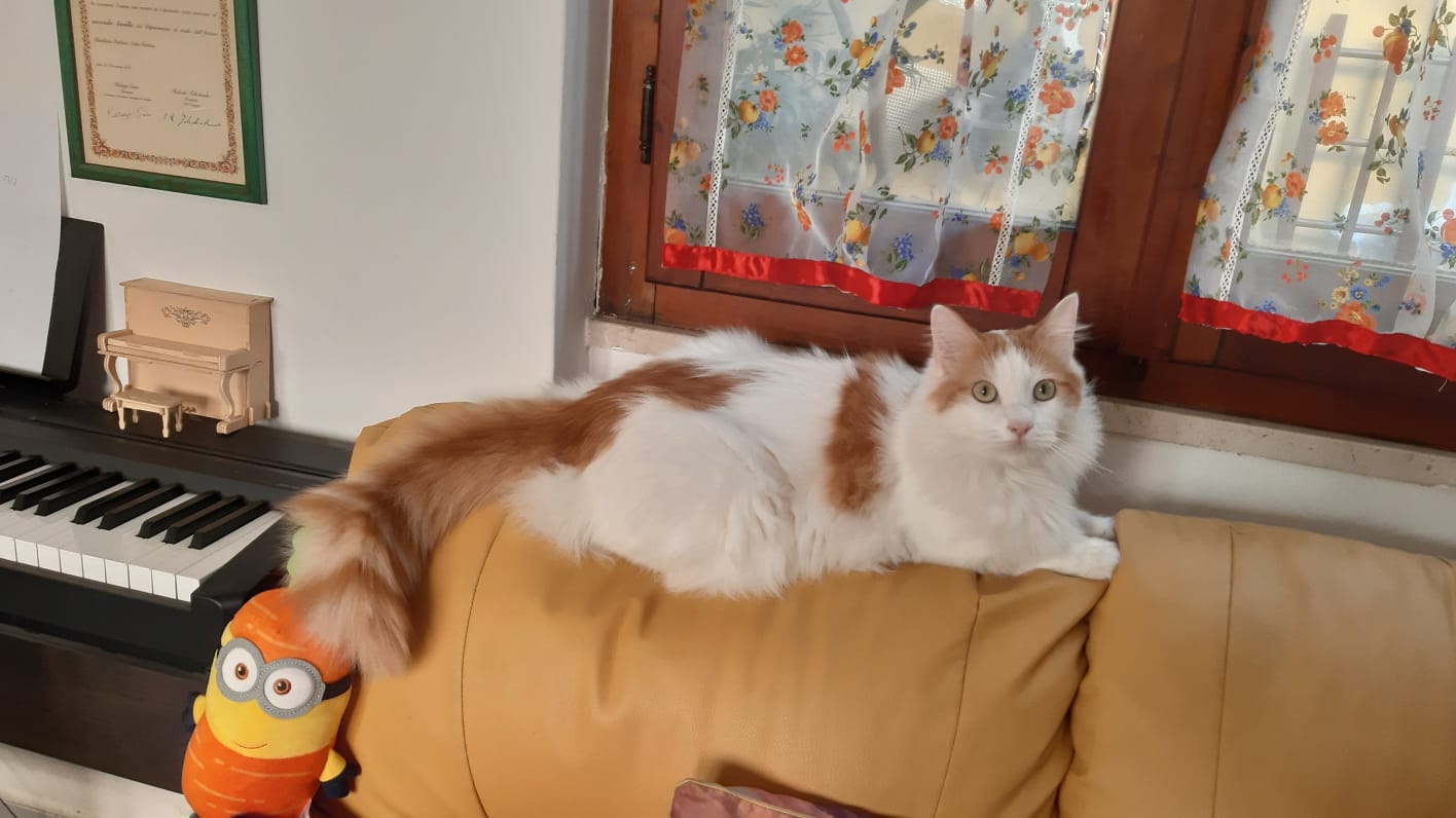 Sos a Radio Zampetta Sarda: Sonny smarrito in via De Candia a Quartu