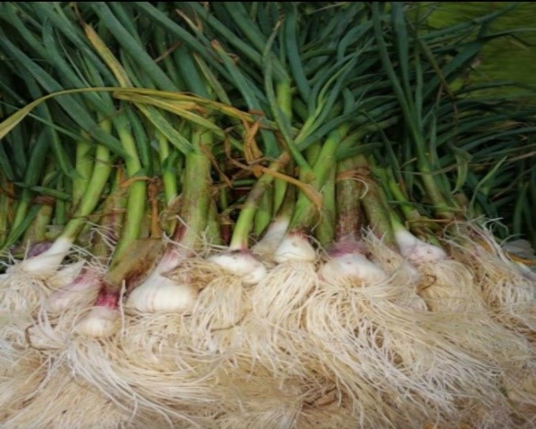 L’aglio sardo è in via di estinzione: convegno a Decimomannu