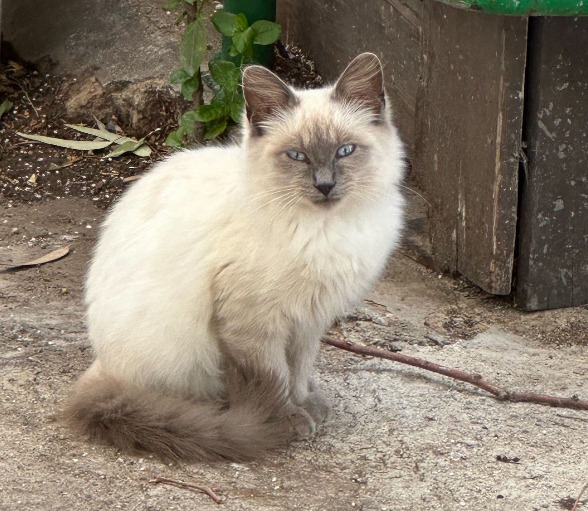 Casa vacanza chiude a Cagliari, micio cerca adozione