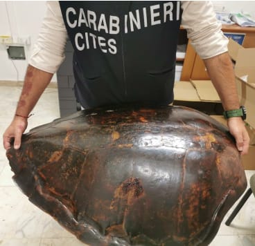Controlli dei carabinieri del Cites di Cagliari, sequestrato il carapace di una tartaruga marina