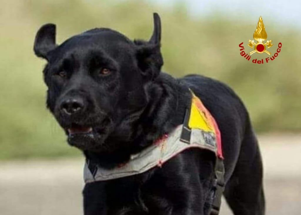 Cagliari, vigili del fuoco in lutto: morta Asia, la Labrador del gruppo cinofilo