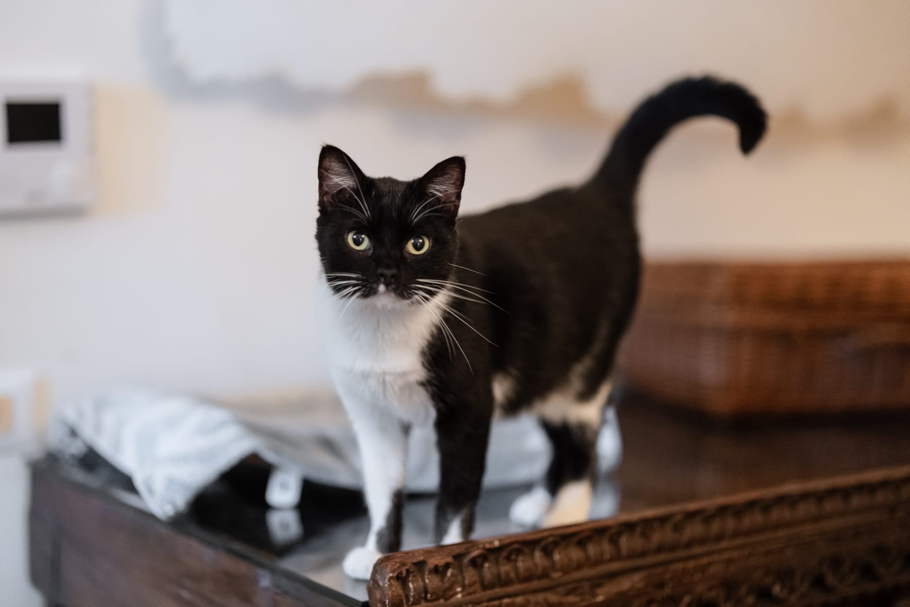 Felicia, la gatta pet therapy cerca adozione