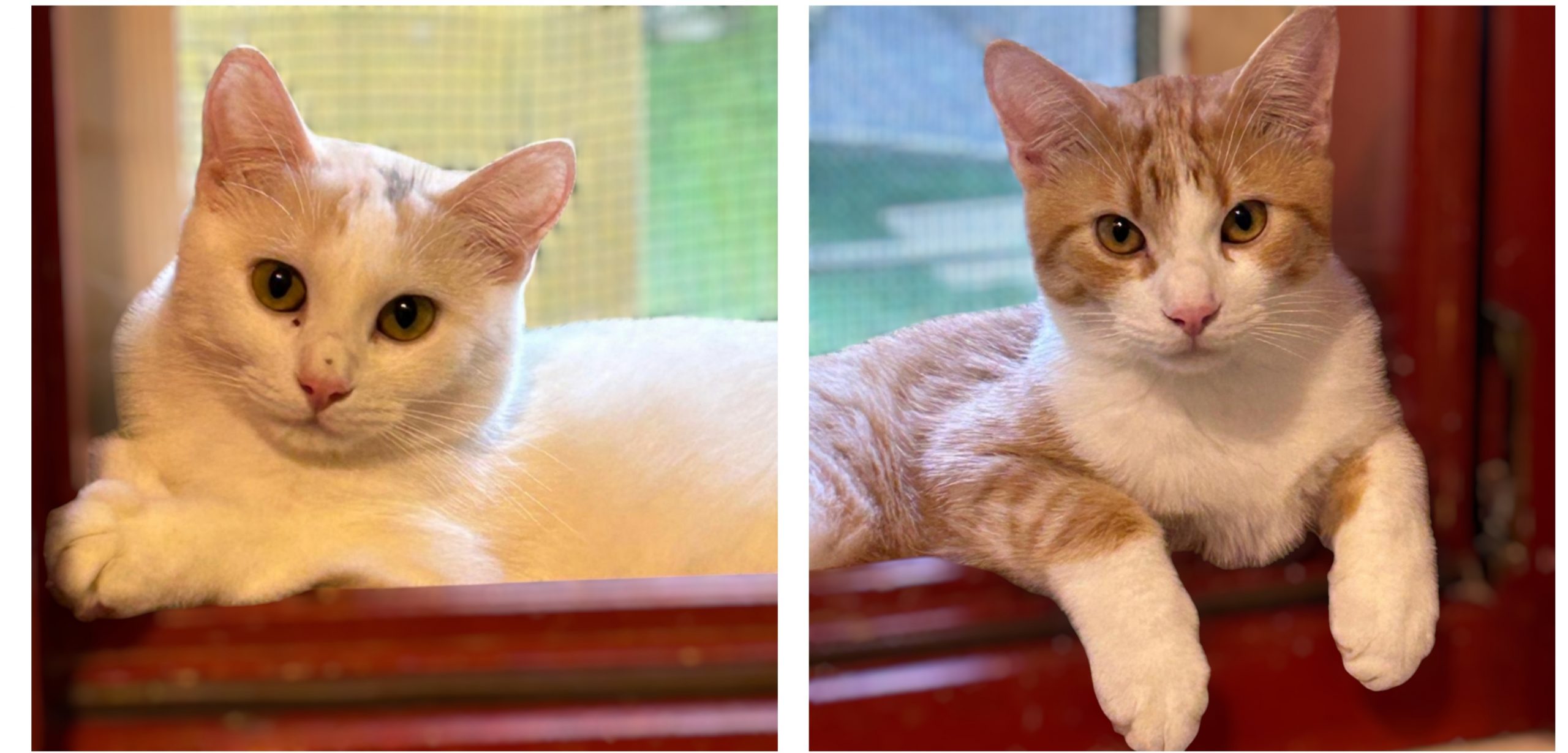 Adozione del cuore per Penelope e Ulisse