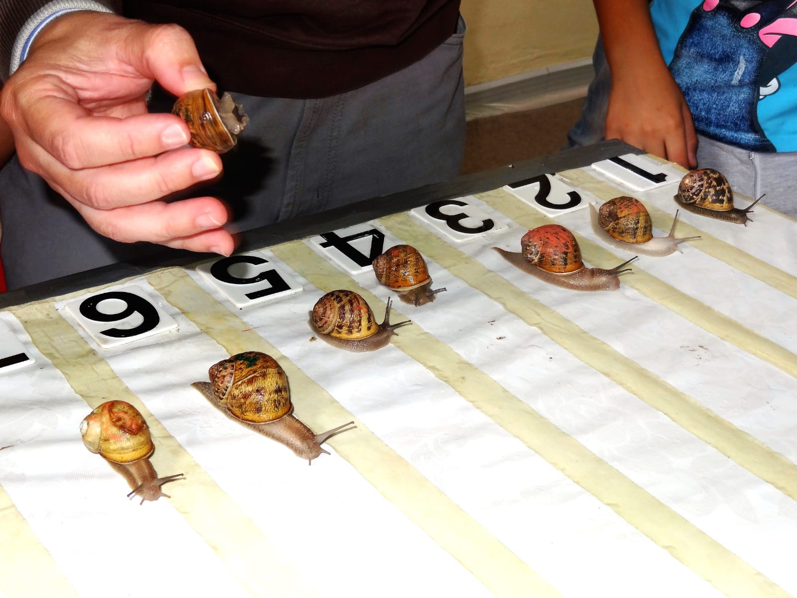 Gesico, lumache in vetrina fino a domani