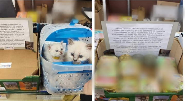 Assemini, la solidarietà per i quattro zampe raccolti dalla strada non si ferma