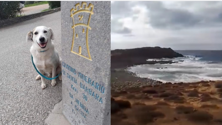 Iglesias: decine di persone in campo per cercare Macchia, il cane del Cammino Minerario di S.Barbara