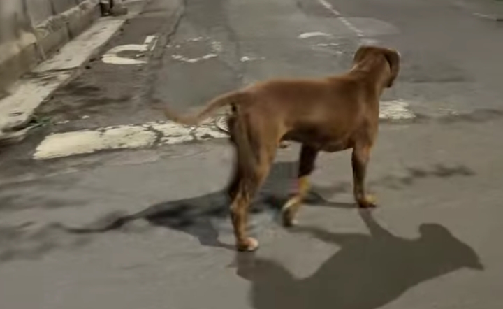 Aggredito da un cane a Serramanna: “Ho mantenuto la calma e mi è andata bene”