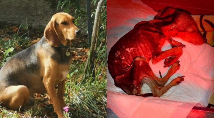 Gonnosfanadiga, l’amore fa miracoli: ecco Life quattro anni dopo