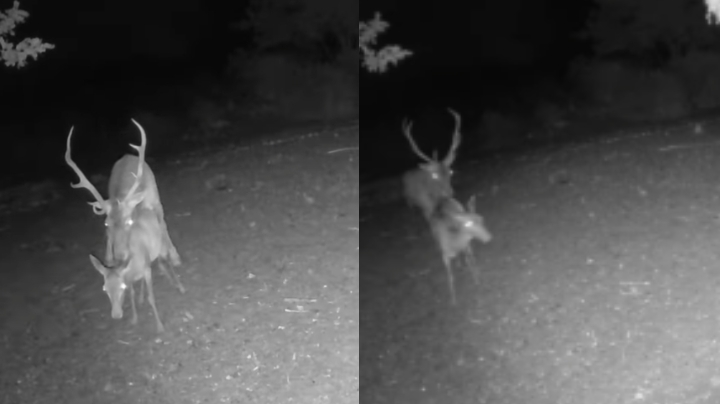 A Monte Arcosu ripresi nell’intimità due cervi