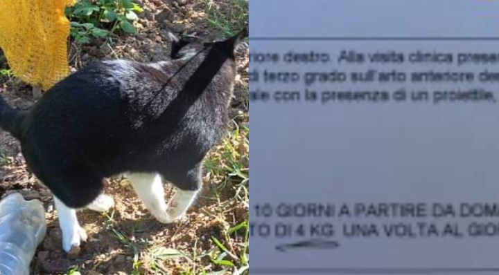 Villamassargia, ancora orrore: spari contro un gattino, va operato immediatamente