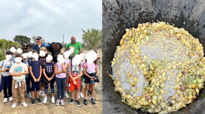 Vignaioli per un giorno: i piccoli studenti all’opera nei vigneti La Corte di Pula