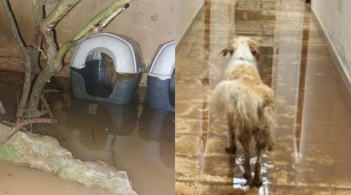 Villacidro, cani in acqua a Villa Bau: “Aiutateci”