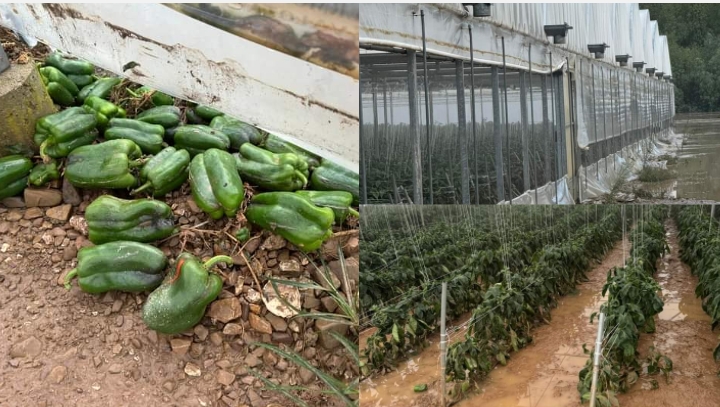 Serre allagate e raccolti ko a Villaspeciosa, agricoltori in ginocchio