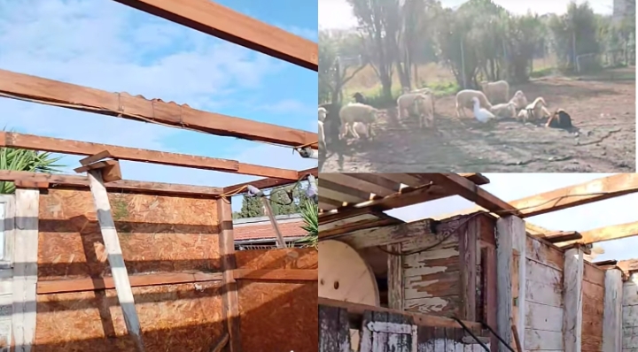 Macchiareddu, il tetto della stalla portato via dal vento: paura per gli animali della Fattoria dell’Amore