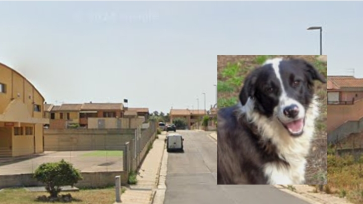 Capoterra, un uomo attaccato  da un branco di cani mentre porta a passeggio il proprio animale domestico