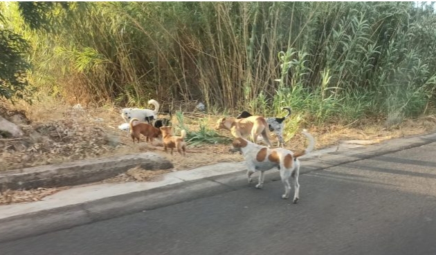 Capoterra, cani liberi di vagabondare per le vie del centro abitato, interviene la polizia locale: “Segnalate le emergenze”