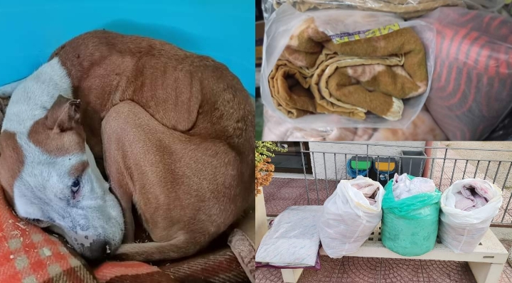 Solidarietà ad Assemini, coperte per i cani meno fortunati