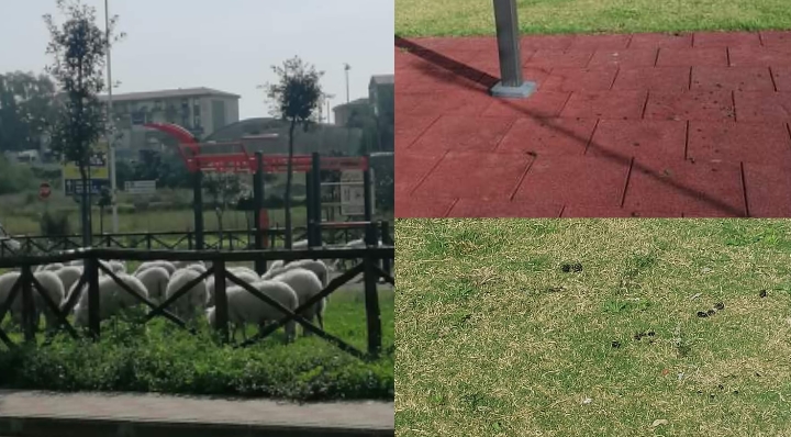 Cagliari, pecore al pascolo nella palestra all’aperto a Mulinu Becciu: prato verde sforbiciato e un tappeto di escrementi