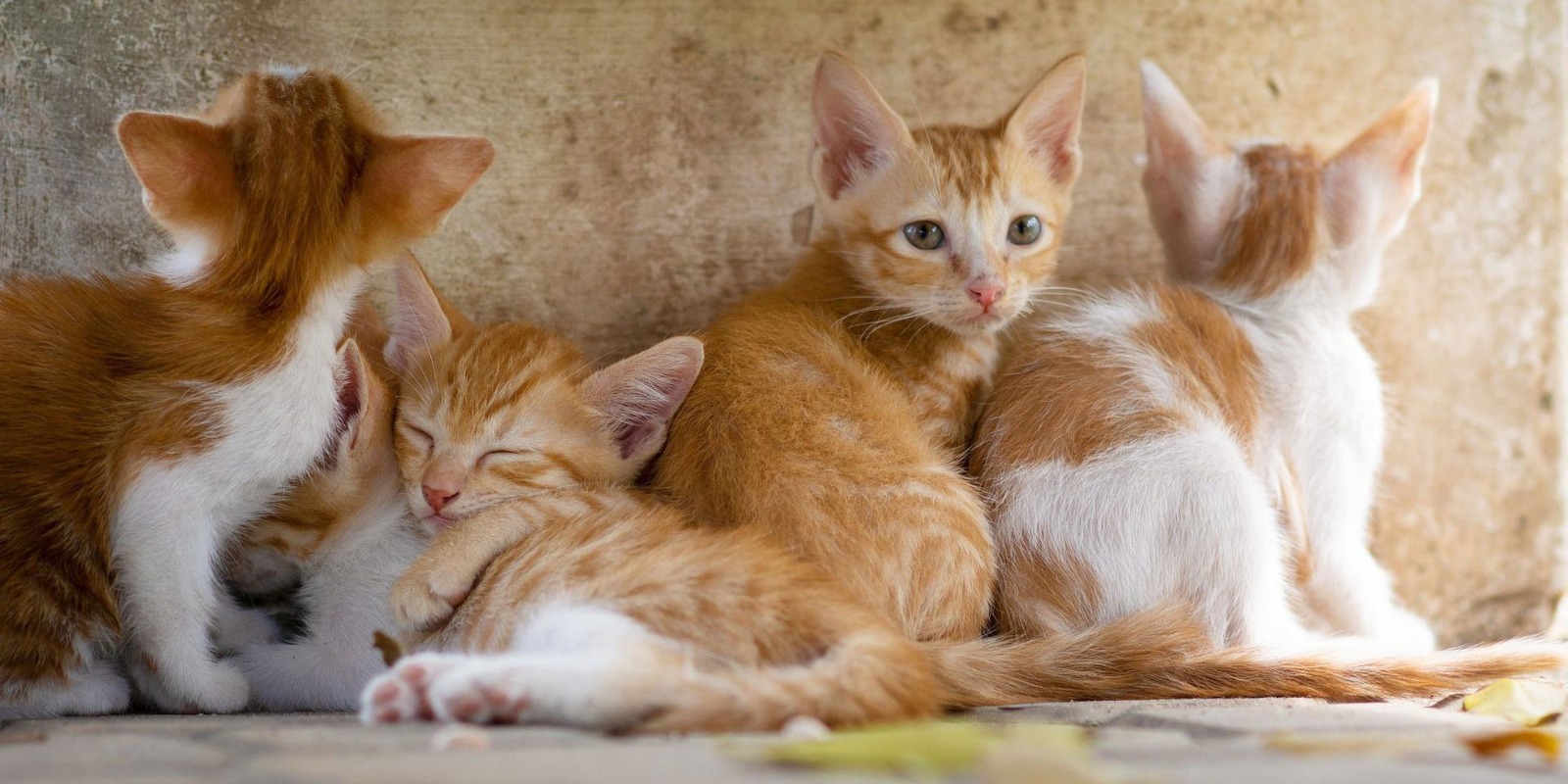 In arrivo nuove oasi feline a Cagliari: “Una casa dignitosa per i gattini abbandonati della città”