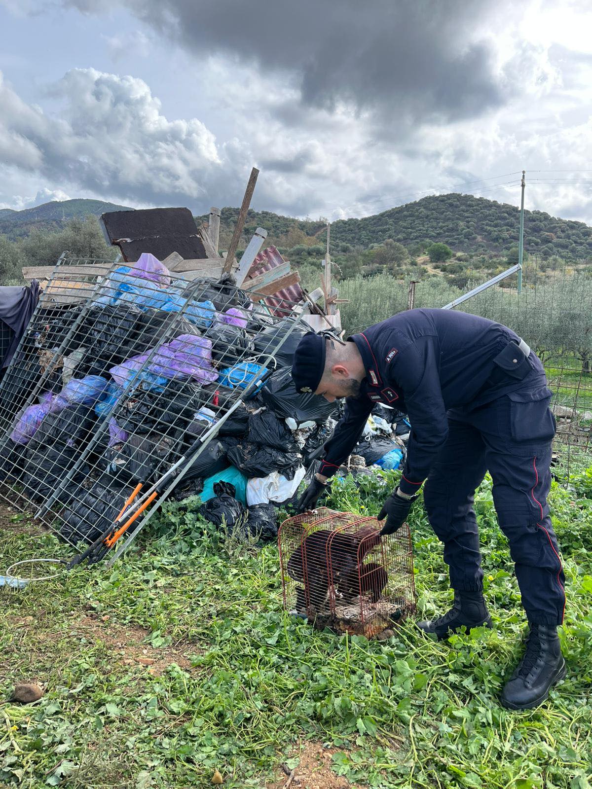Flumini, i carabinieri sgomberano il canile abusivo: scoperti oltre 180 cani in stato di abbandono