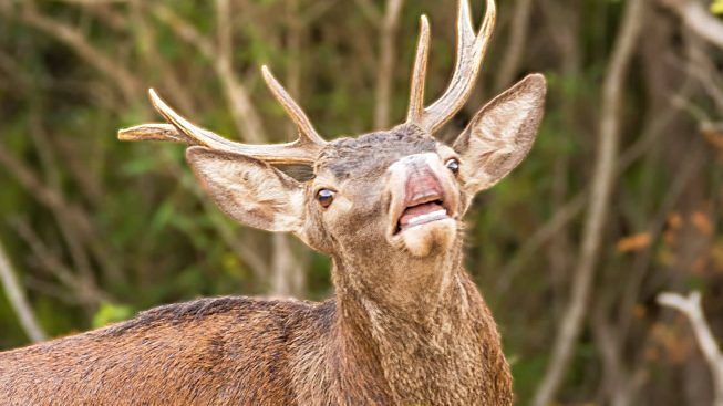 Sarroch, allarme per gli automobilisti: un cervo al centro della statale 195