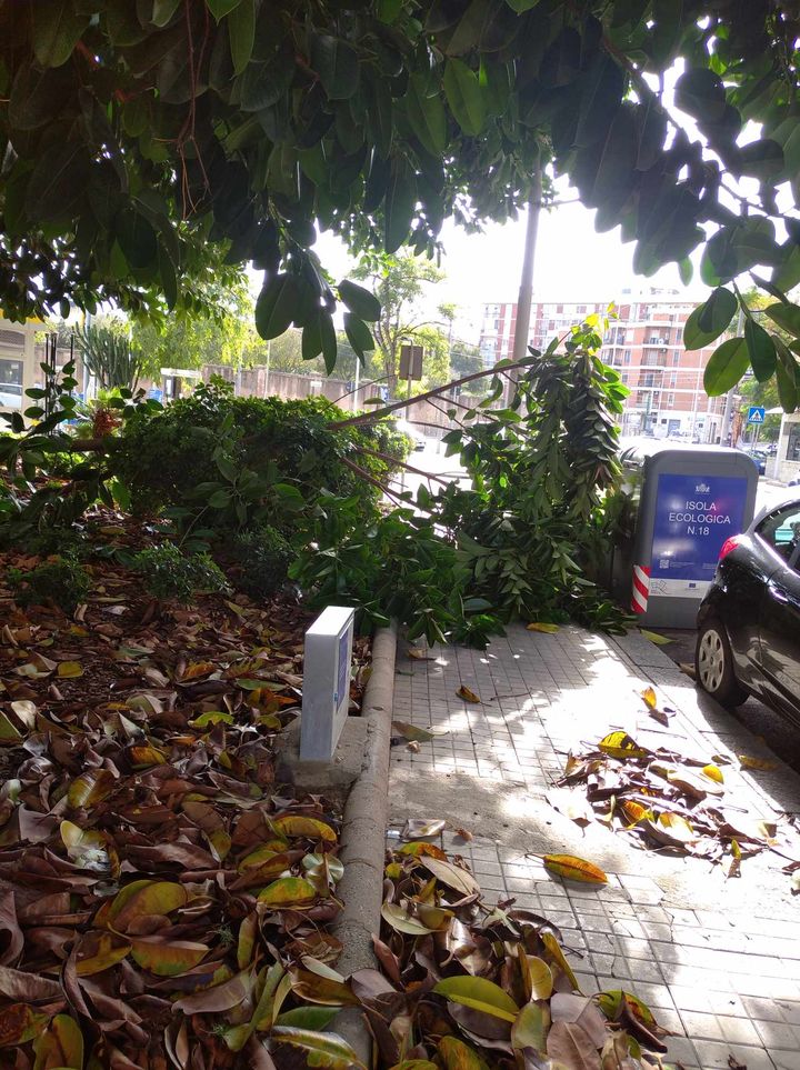 Cagliari, crolla un albero in piazza d’Esquivel: “MI ha sfiorato, sono salvo per miracolo”