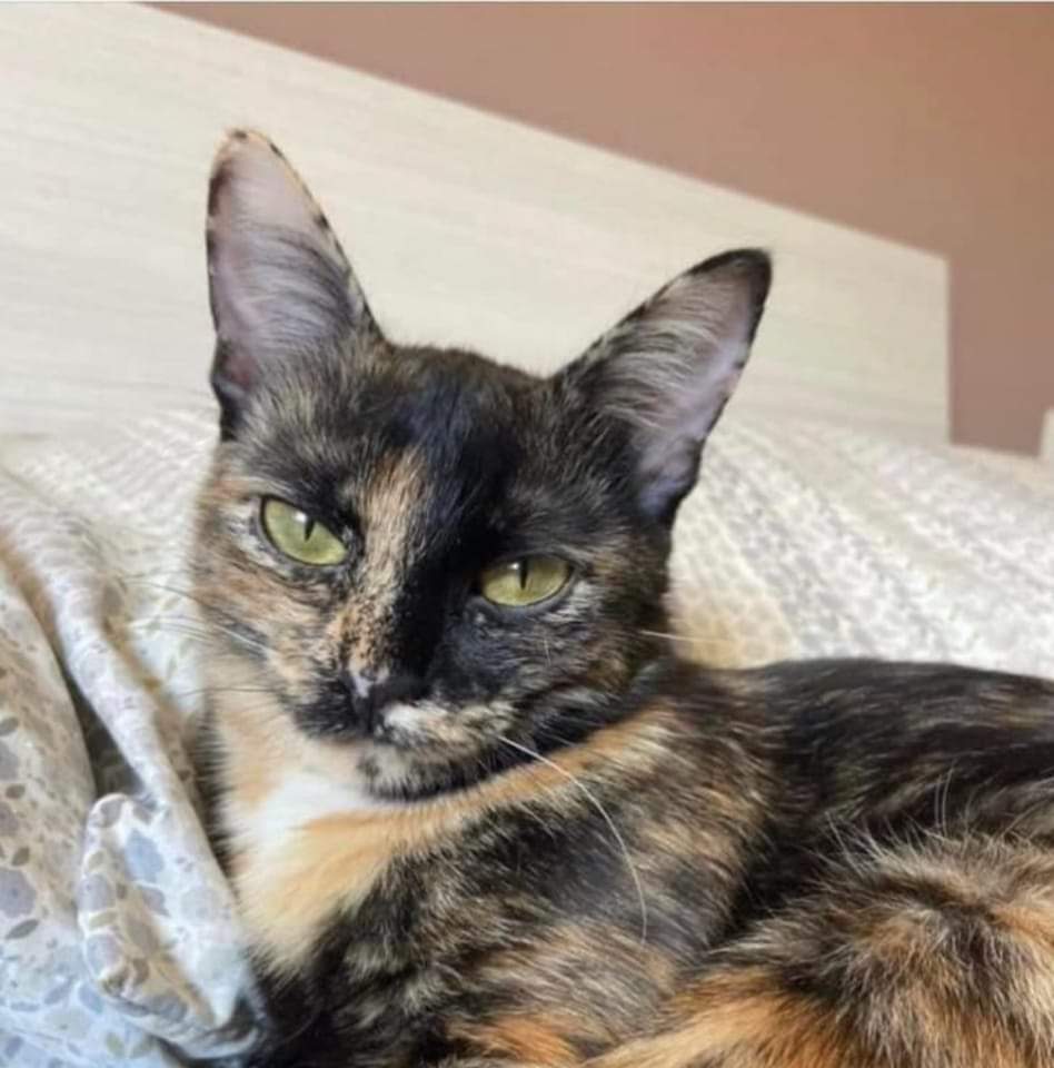 Sos a Radio Zampetta Sarda per Agata, smarrita a Quartu