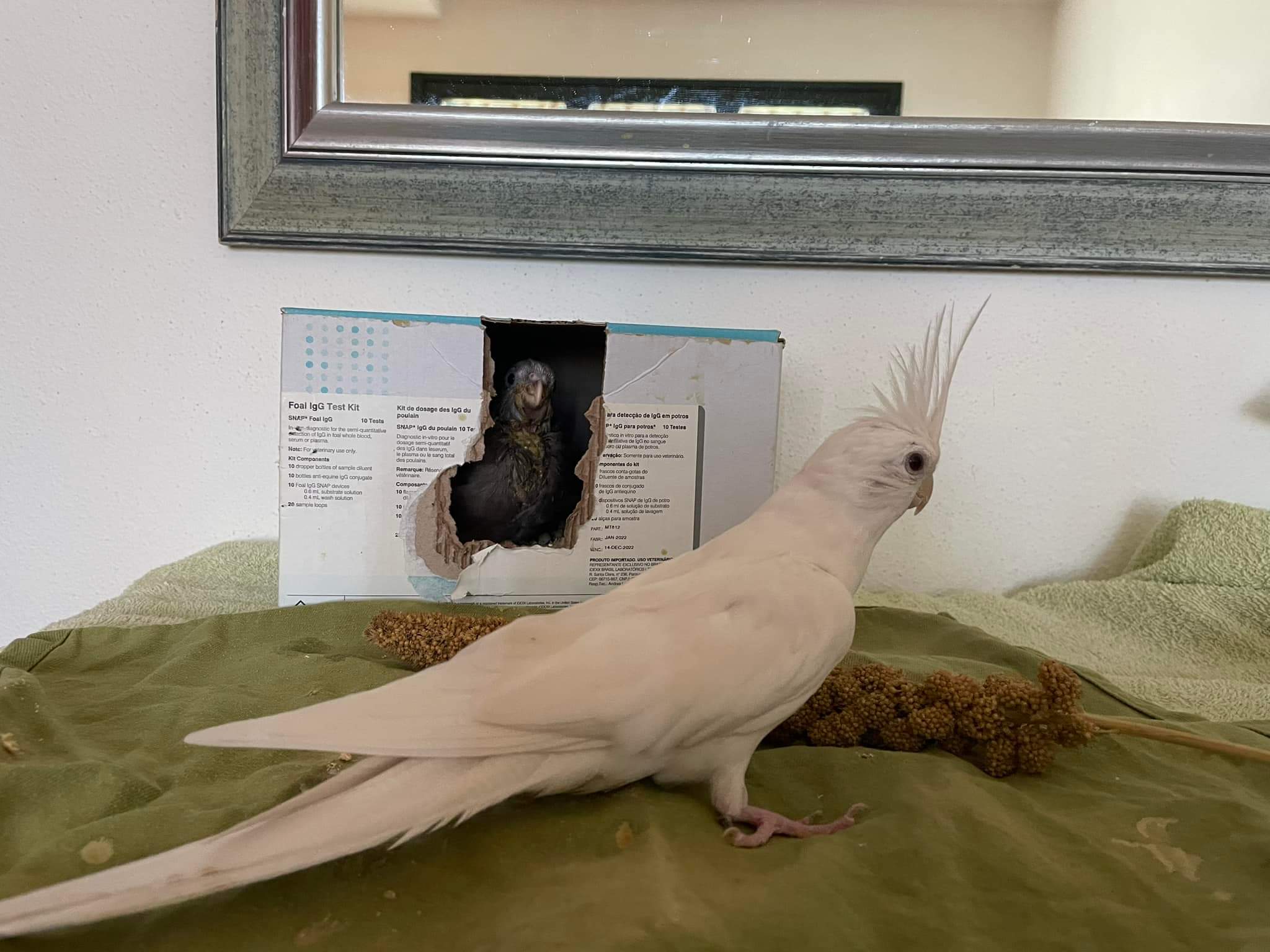 Oristano, cercasi aiuto per ritrovare la pappagallina Michela