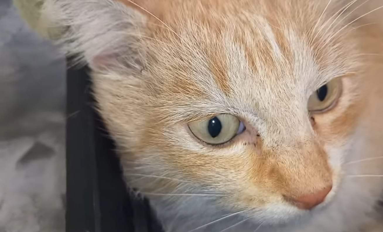 Il mio nome era Solo, sono morto senza che nessuno mi coccolasse