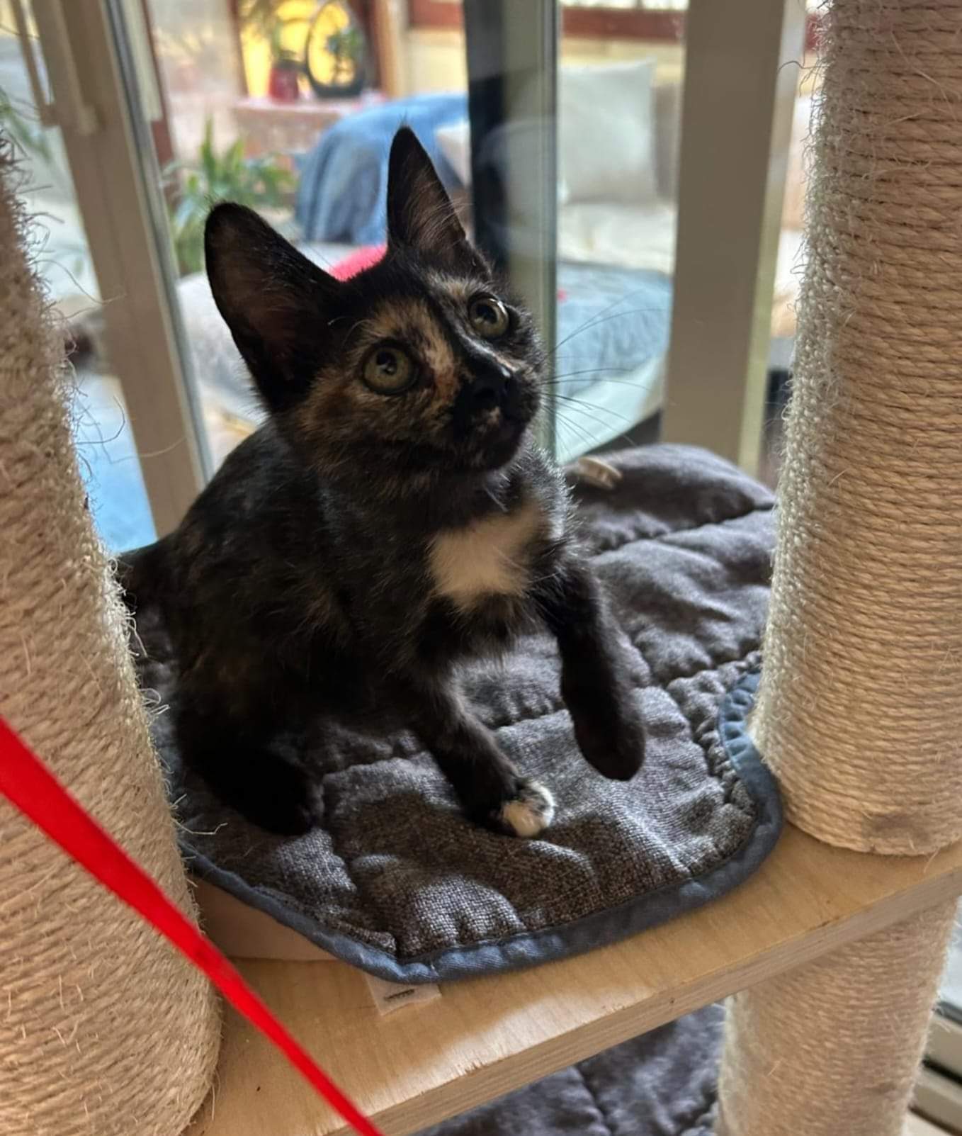 Adozione del cuore per la micro micina Priscilla