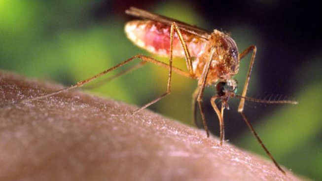 A Pabillonis è allerta febbre del Nilo, scatta l’ordinanza del sindaco