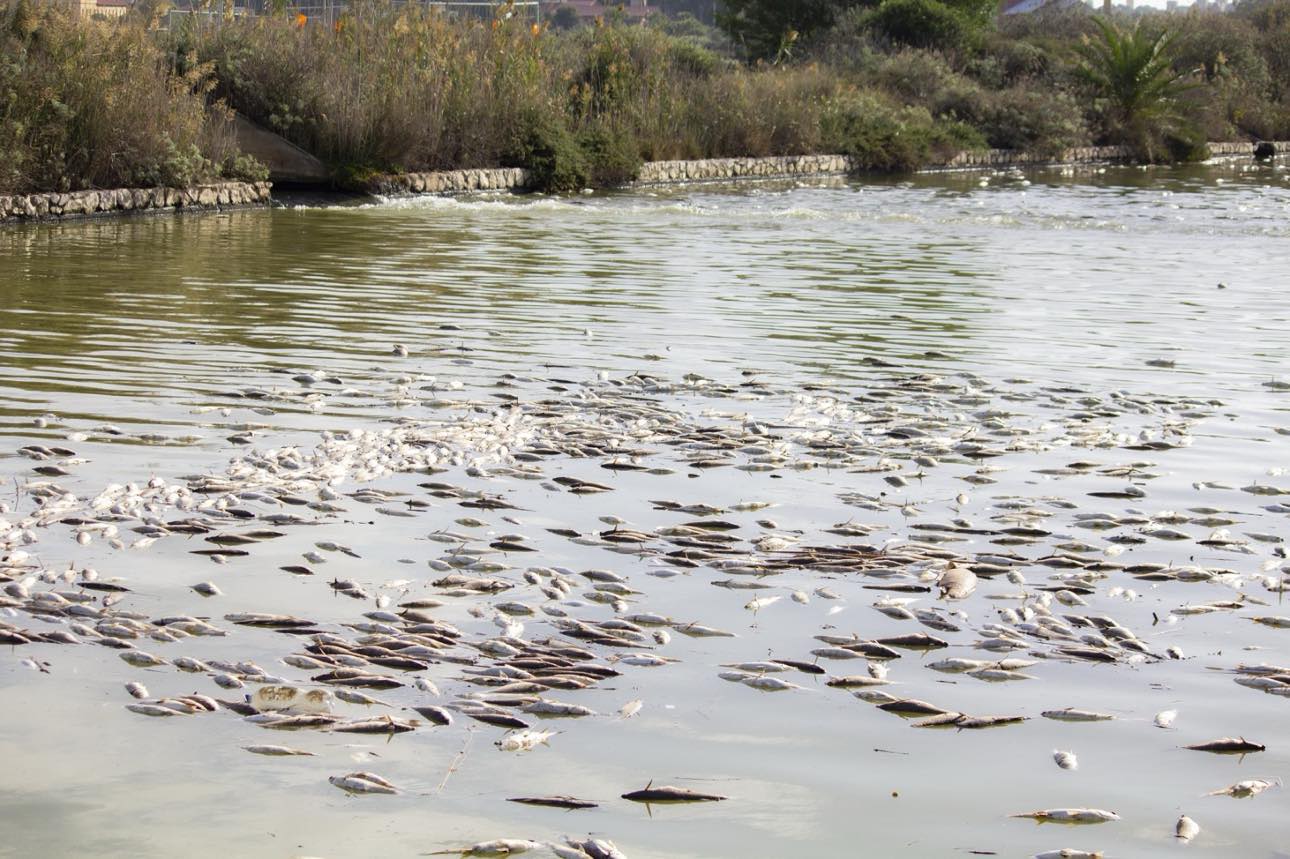 Terramaini, la strage silenziosa: i pesci muoiono a migliaia nel canale cagliaritano