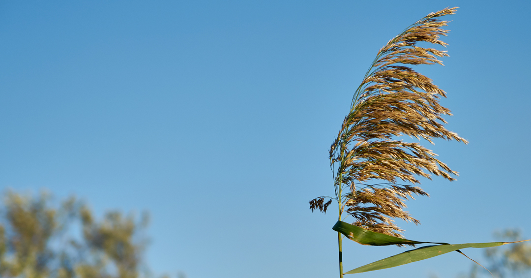 Meteo Casteddu, dopo la pioggia resta solo il vento: sole su tutta la Sardegna