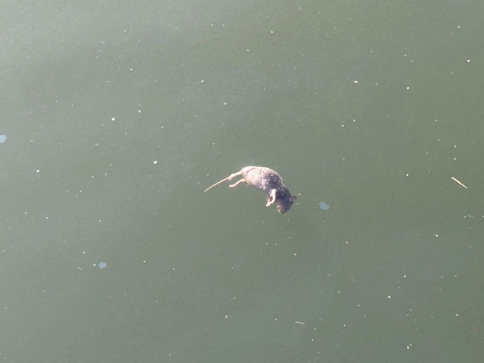 Cagliari, la strage dei topi accanto alla passeggiata di Su Siccu: “Sono enormi, ne ho contati almeno 14”