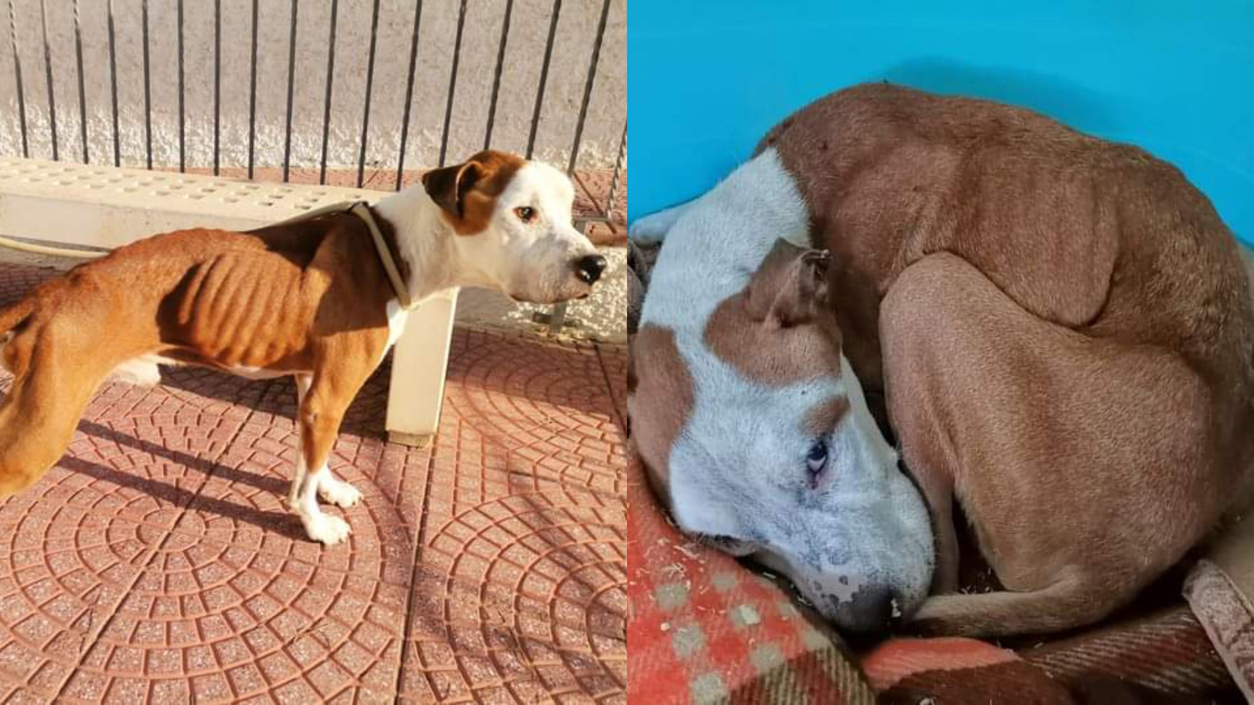 Assemini, l’amore fa miracoli: ecco Cesare 15 giorni dopo